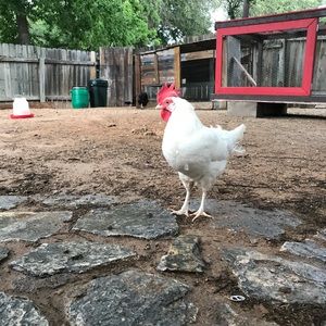 Meet your Posher, Kara